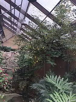 Tropical indoor garden