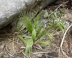W. filifera seedlings at an oasis in Anza-Borrego Desert State Park