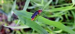 A rustic sailor beetle on a blade of grass
