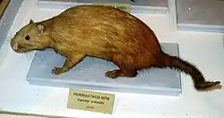 Stuffed brown hutia