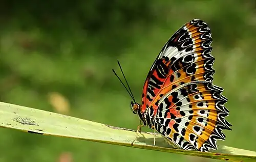 Imago (ventral view)