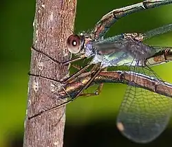 Willow emerald, Chalcolestes viridis, still in tandem, laying eggs into a series of slits in a twig