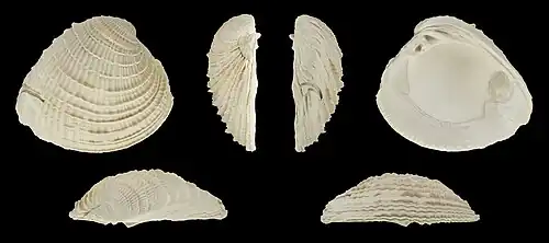 Fossil (Pleistocene)