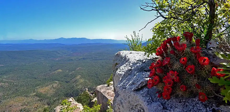 Plant growing in Mogollon Rim, Arizona
