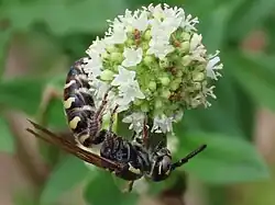 Colpa octomaculata hermione female