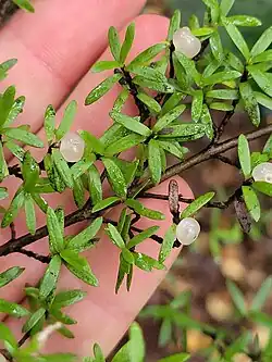 A hand behind a branch of this plant, with small white fruit