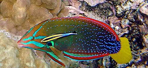 Female being cleaned by a Hawaiian cleaner wrasse