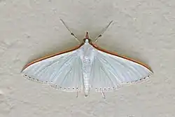 Diaphania glauculalis