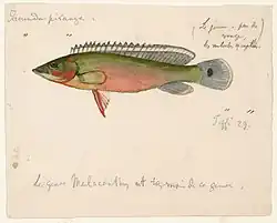 A 19th century watercolor painting of a pike cichlid from Brazil by Jacques Burkhardt