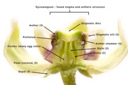 Cross section of a single antelope horns flower