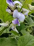 Crotalaria verrucosa flower