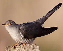 Cuculus_canorus_vogelartinfo_chris_romeiks_CHR0431_(cropped)