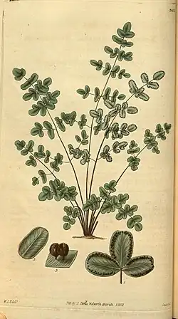 Drawing of fern fronds, twice-divided into elliptical dark green segments, with brown axes, and enlargements of fertile segments and sporangia