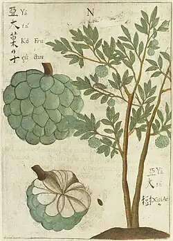 Drawing of, probably, the sugar-apple