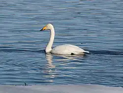 Cygnus_cygnus_Oulu_20240414_02