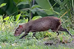Brown agouti on the move