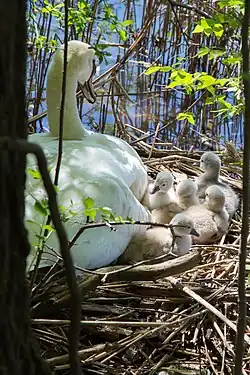 Cygnets captured one day after they hatched. Newburgh Lake, Livonia, Michigan, U.S.