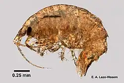 Dexamine thea specimen.