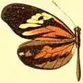 D. a. discrepans female