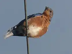 Young Eastern Bluebird (Sialia sialis bermudensis) in Bermuda, seen from below.