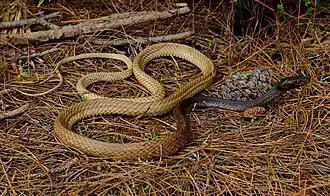 Eastern coachwhip (M. f. flagellum), Florida