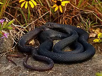 Eastern coachwhip (M. f. flagellum), Jefferson County, Missouri