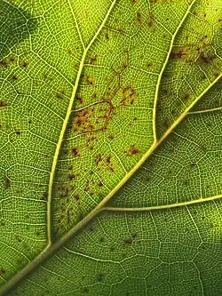 A large green leaf shows red splotches throughout