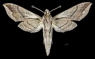 Eumorpha megaeacus Female ventral