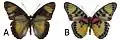 E. c. cyparissa male dorsal (a); ventral (b)