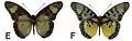E. c. nominalina male dorsal (e); ventral (f)