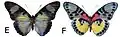 E. s. styx female dorsal (e); ventral (f)