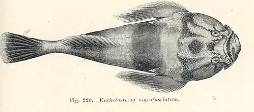 Deepwater stargazer (Kathetostoma nigrofasciatum)