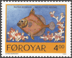 FR 249: Rútar kongur - false boarfish (Neocyttus helgae)