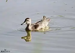 Female_garganey_(Spatula_querquedula)_in_Algeria