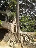Ficus absorbing a palm tree