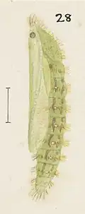 Pupa