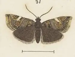 Female variety