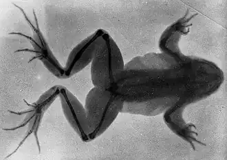 A frog with a broken leg that has healed, shown at Manchester on 3 March 1896