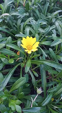 Gazania rigens var. uniflora has smooth green glabrous leaves, and yellow flowerheads without dark markings