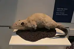 Stuffed otter shrew