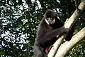 Gibbon at Parc du Reynou