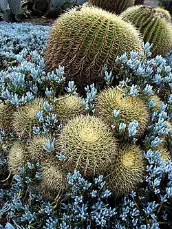 Golden Barrels with Senecio mandraliscae, Blue Stick or Blue Finger succulents