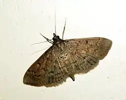 Herpetogramma licarsisalis