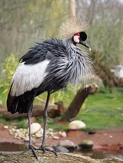 Grey crane with white wings, patterned face, and yellow crown