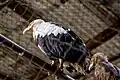 Palm-nut vulture