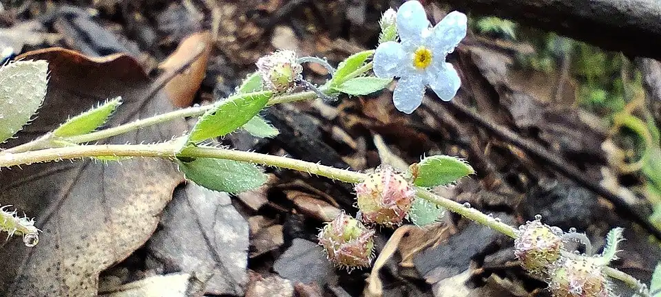 Flower, fruits and bracts