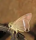 Adult