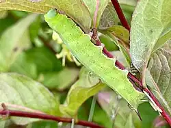A large green caterpillar. It has a dark horn protruding from its tail end and a yellow band behind the head. It is crawling on the stem of a northern bush honeysuckle plant and feeding on the leaves.
