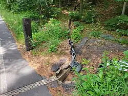 Henry Street salamander tunnel with fencing