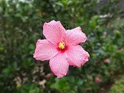Hibiscus seen at Chettalli